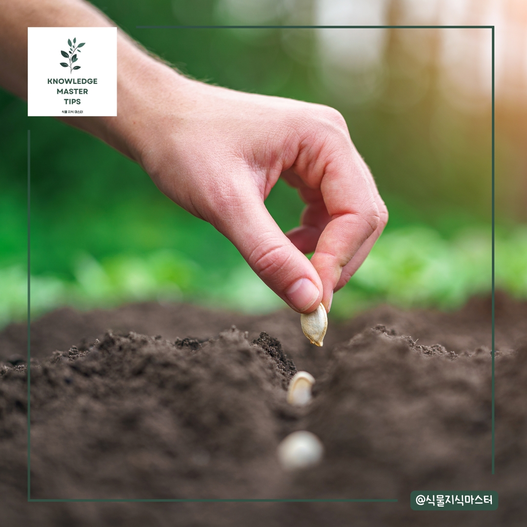 씨앗 발아에 실패하는 이유 씨앗 심는 깊이