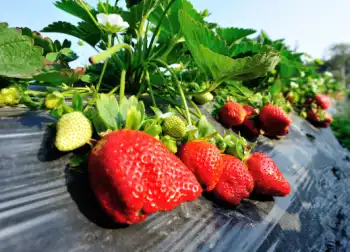 딸기 가격 및 효능 영양성분
