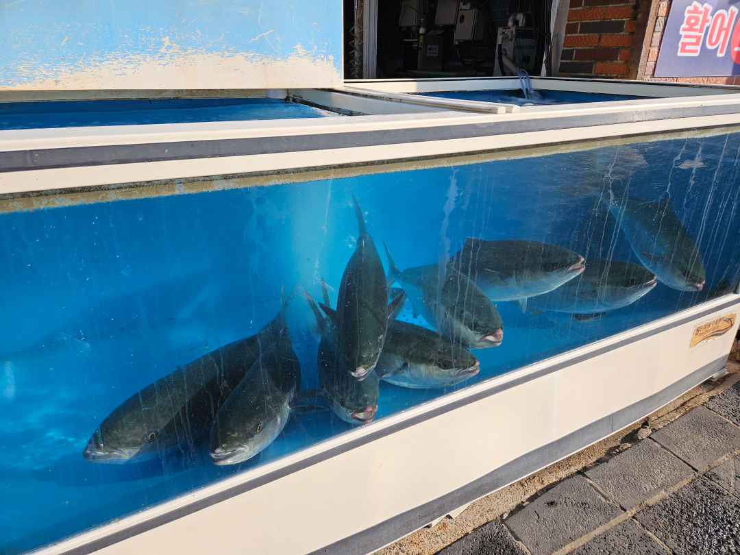 모슬포 부두식당 특대방어