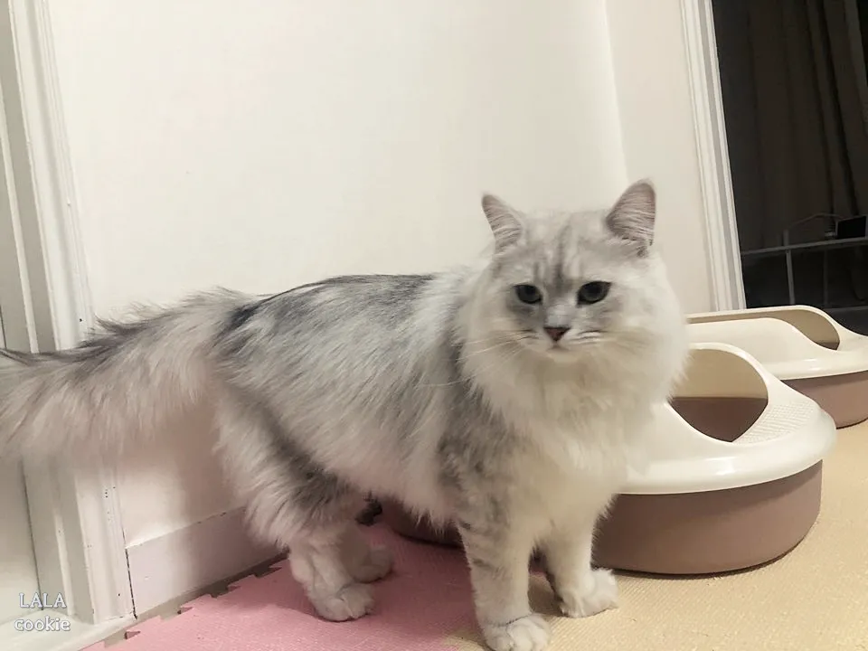 고양이-화장실-앞에-서-있는-고양이