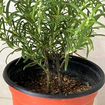 로즈마리 물주기 가지치기 환기관리 햇빛배치 주방 허브로 인기_8