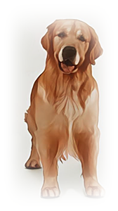 사냥견
골든 리트리버(Golden Retriever)