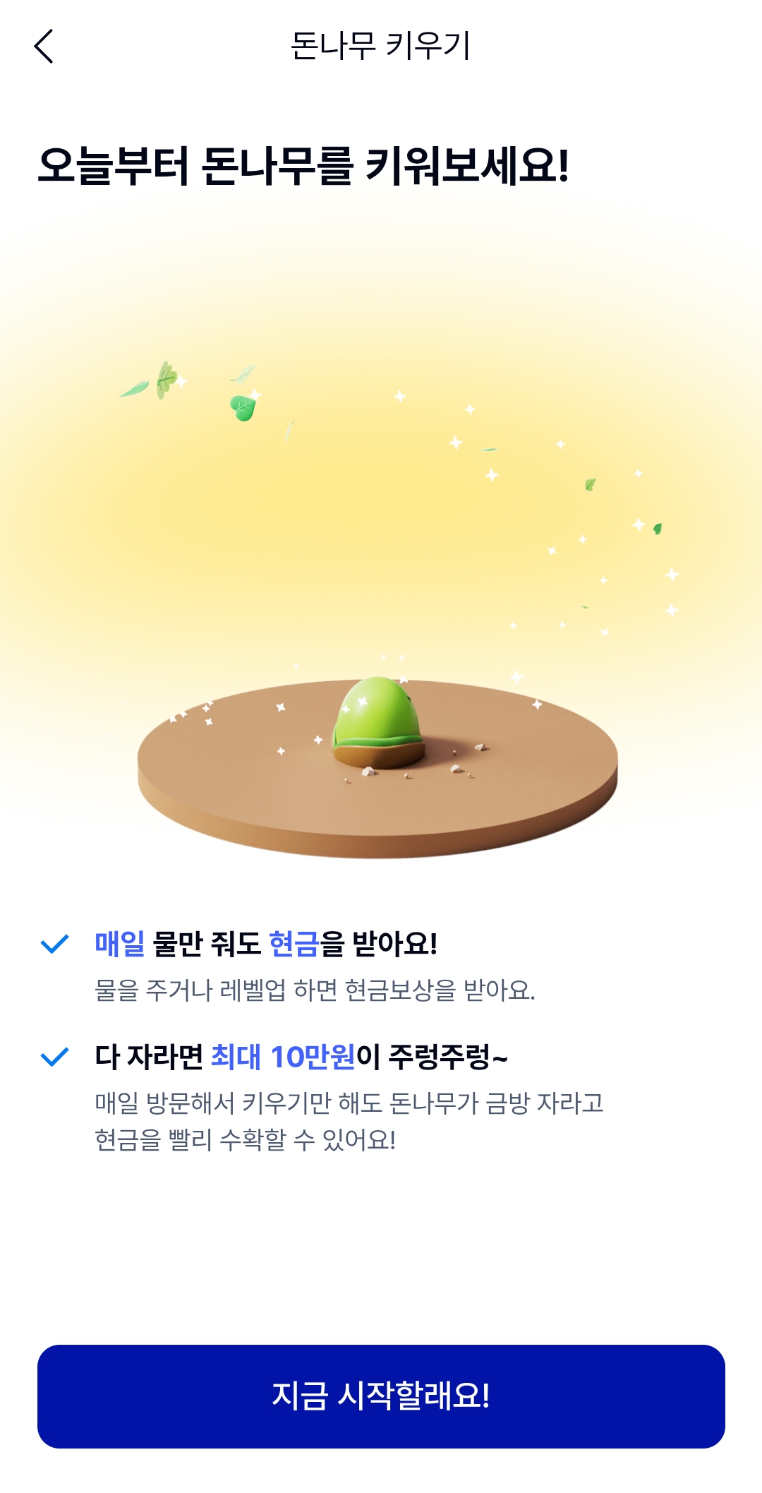 돈나무 키우기 사진