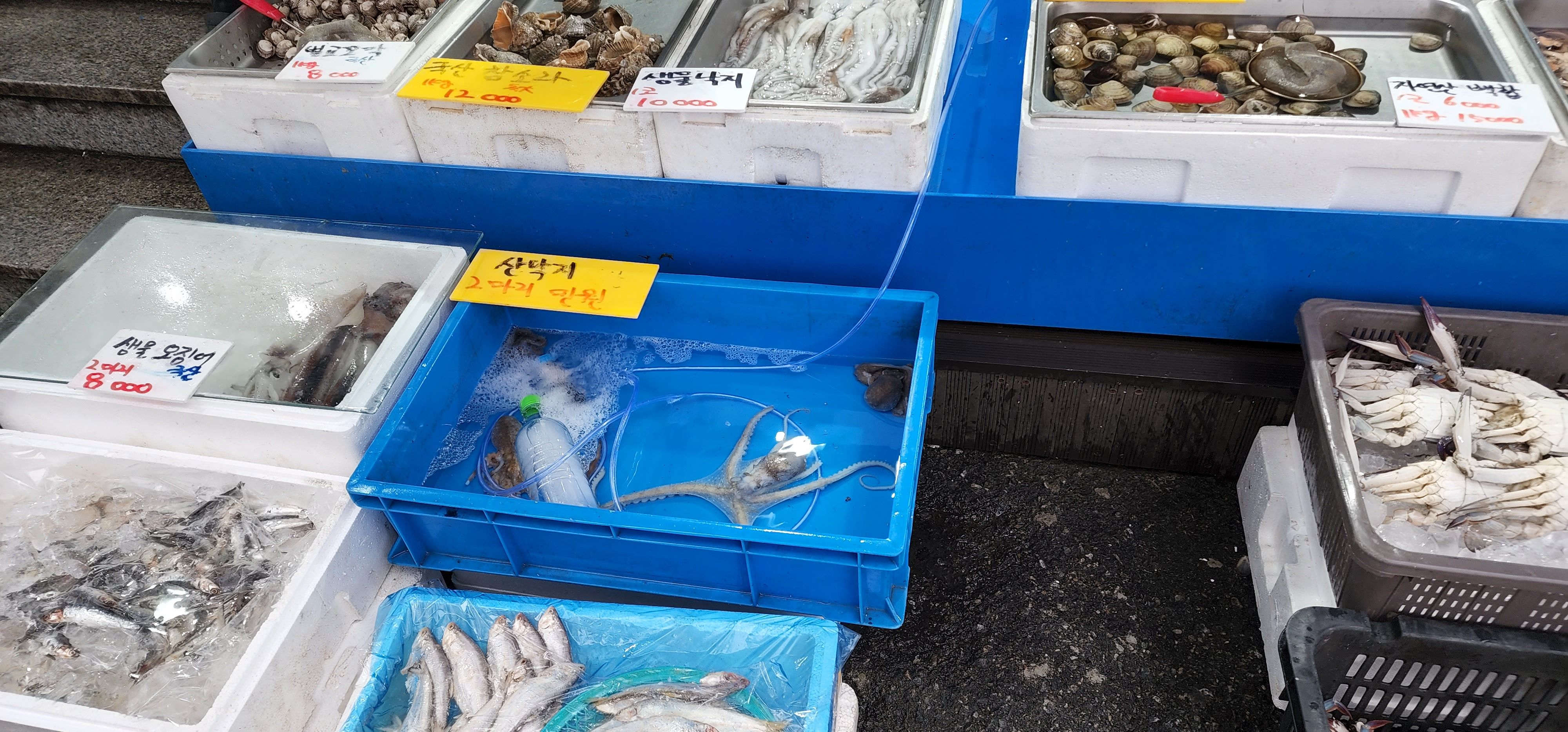 싱싱회수산_세진이네_00