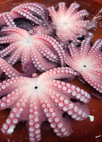 부엉이상회 문어집