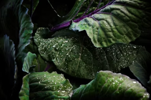 봄나물 장기 보관 마스터: 데친 취나물·쑥·냉이 향긋함 살리는 얼음 큐브 소분 팁