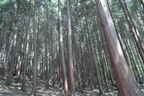 성주산자연휴양림