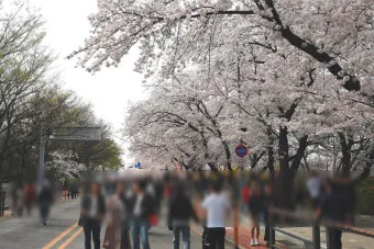 2025년 벚꽃축제 일정 시기 명소_20