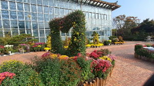 화성_우리꽃식물원_국화전시회