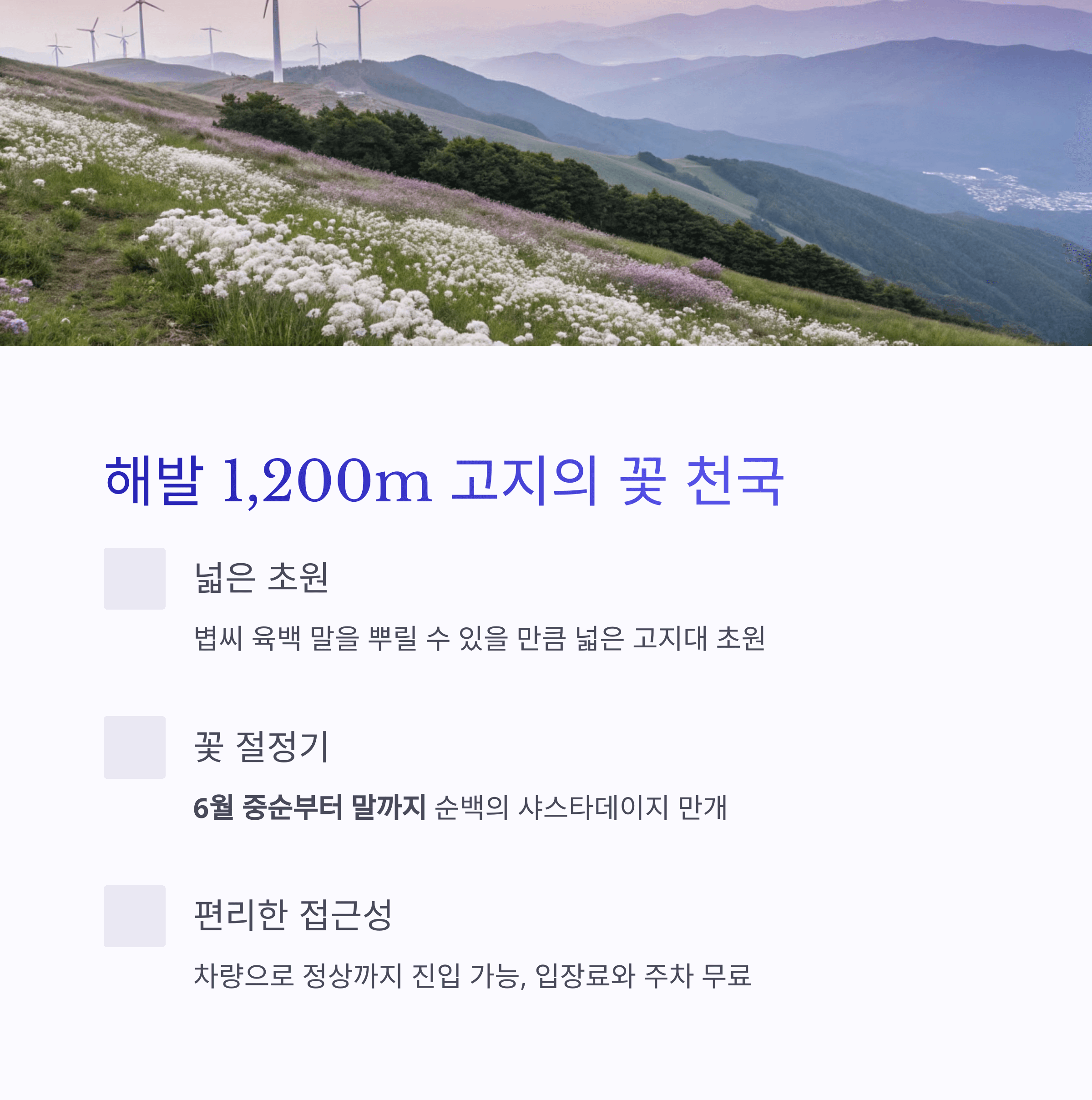 평창 육백마지기 고지대 초원과 풍력발전기, 샤스타데이지가 만개한 꽃 천국 풍경