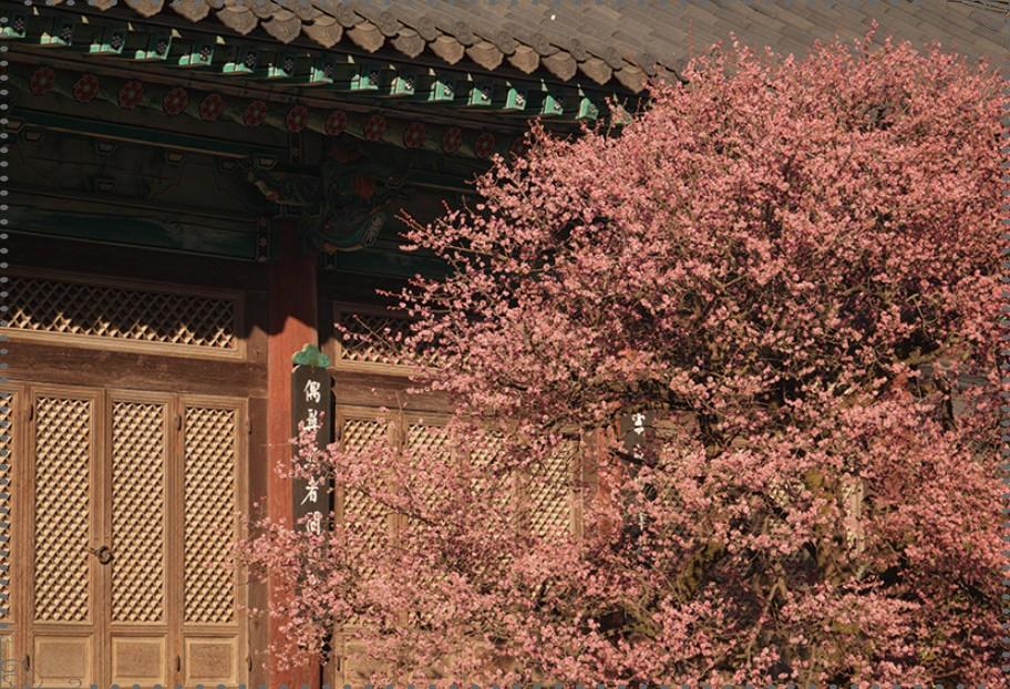  🌸 양산 통도사 홍매화 가이드: 봄의 전령 &amp;#39;자장매&amp;#39;와 함께하는 힐링 산책