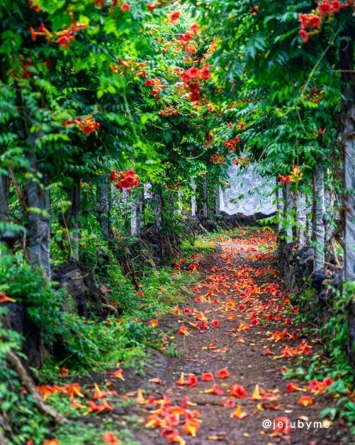 2025 비체올린 능소화축제 ! 제주 여름 꽃 & 능소화 축제: 주홍 빛 꽃비 속에서 만나는 감성 여행!