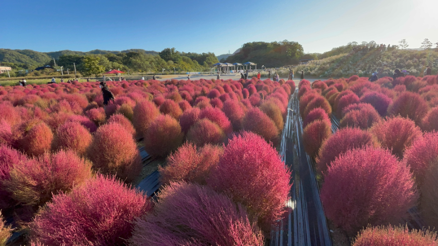 양주 나리농원 꽃 축제