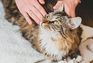 고양이를 쓰다듬는 모습