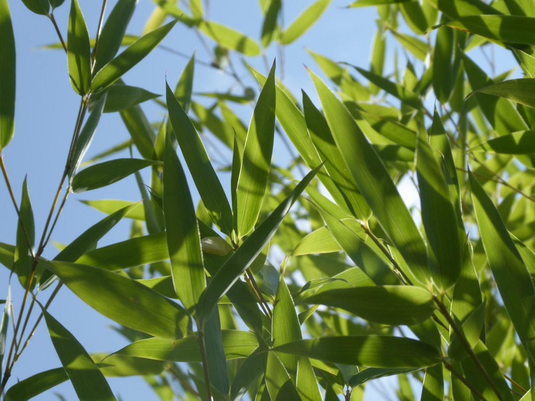 Bamboo shoot