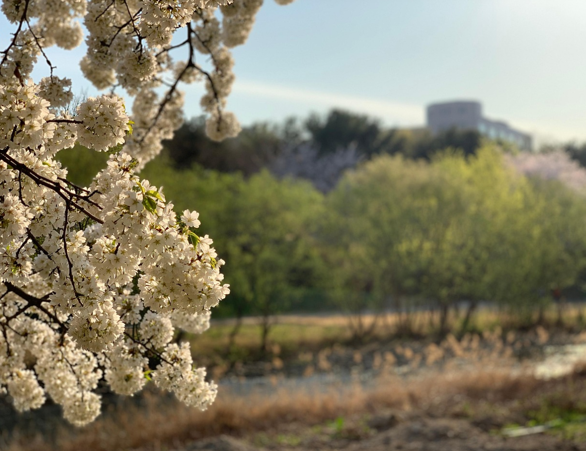 벚꽃 축제 가성비 비교 관련 사진