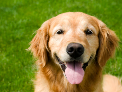 골든 리트리버