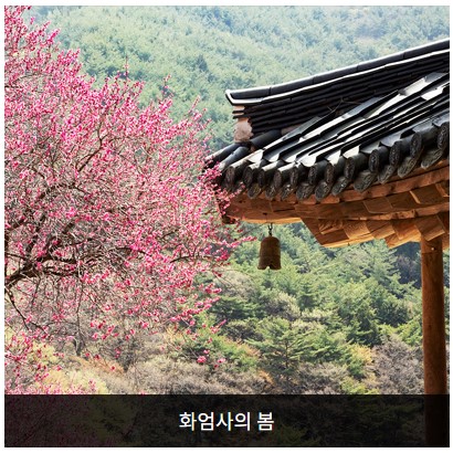 화엄사의 봄 사진