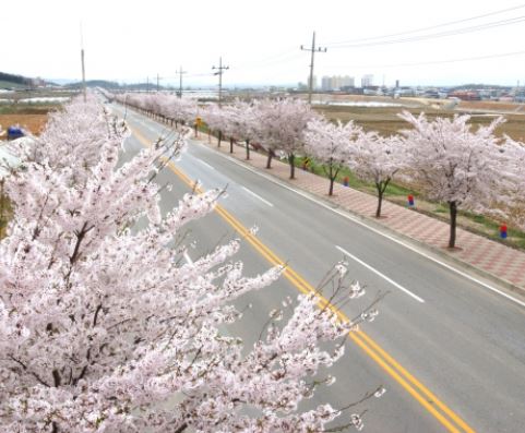 예산 벚꽃