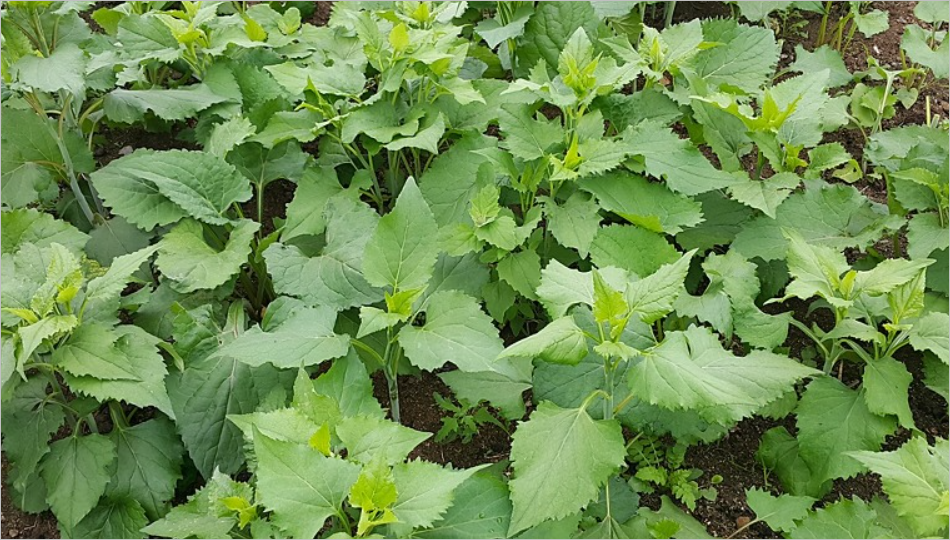 취나물의 다양한 효능과 주요 영양성분