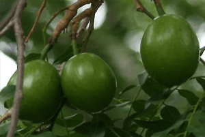 와일드망고 효능06