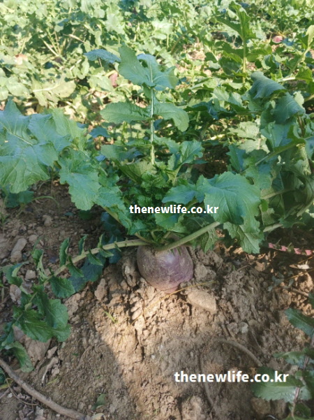 자색무 효능의 면역력 강화와 피로 해소를 상징하는 이미지로 흙 위로 둥근 뿌리가 드러난 자색무의 실제 모습