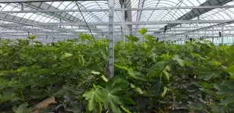 무화과 재배 가지 전정 하우스 보온 수확 연장_5