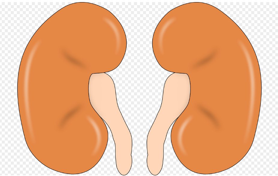 신장 건강을 지키는 올바른 수분 관리