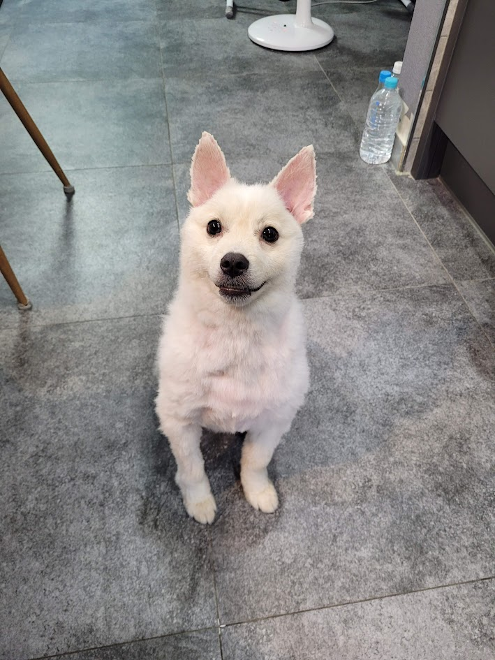 셀프미용 후 거실에 앉아 있는 강아지