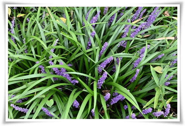 화초 &quot;맥문동&quot; 사계절 내내 우아한, 척박한 땅에서도 꽃 피우는 생명력!