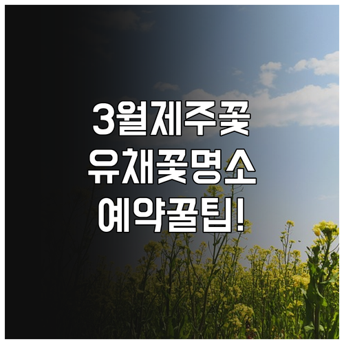 제주 서귀포 3월 여행 유채꽃 명소부..