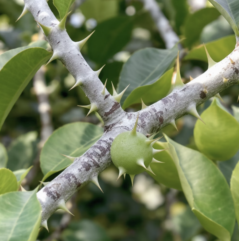 철옹성 같은 울타리, 날카로운 '가시'