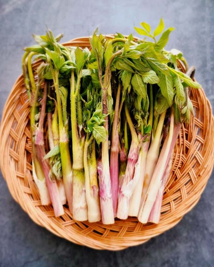 촬영 근육통 하반신마비 두통 중풍의 반신불수에 탁월한 효능 부작용 구입 방법 신비의 대물 약초 독활 땅두릅 추천
