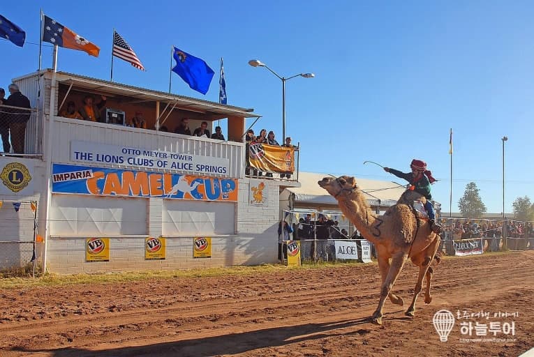 오스트레일리아 카멜컵
