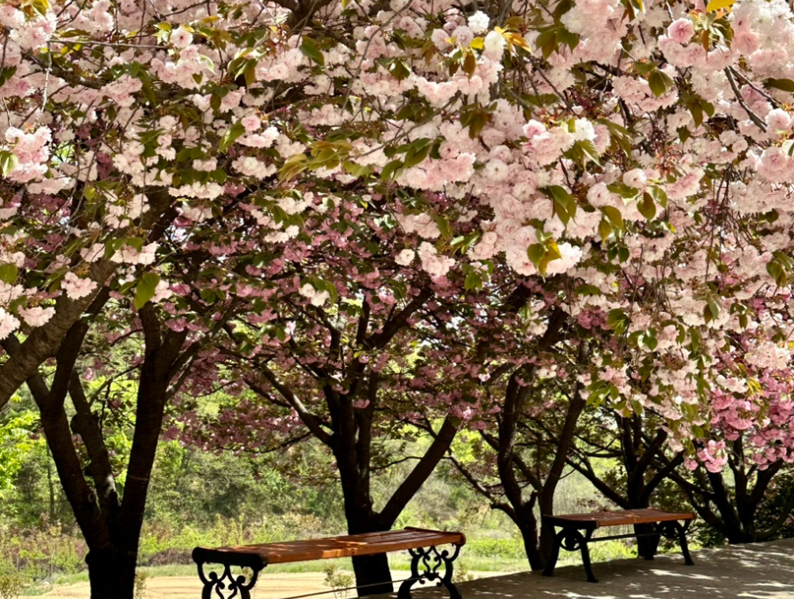 김천 하교사 겹벚꽃