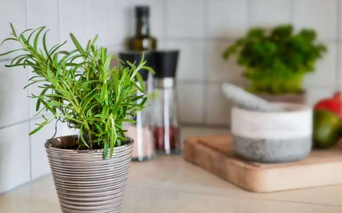 초보 허브 키우기