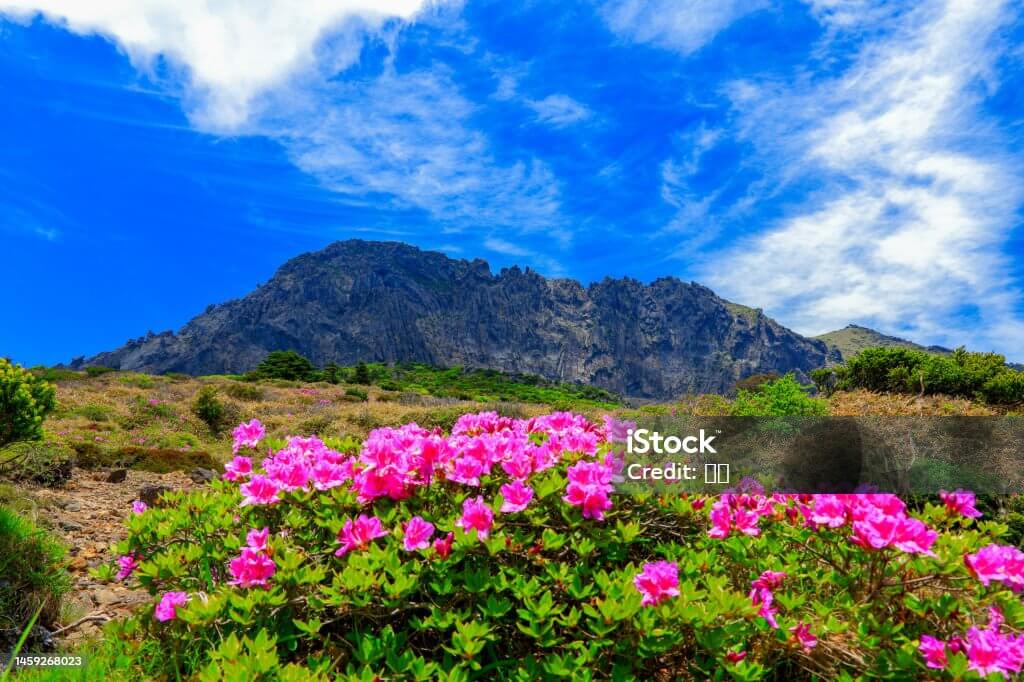 중랑 서울장미축제와 장미 풍경