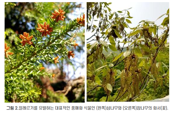 알레르기 유발 꽃가루