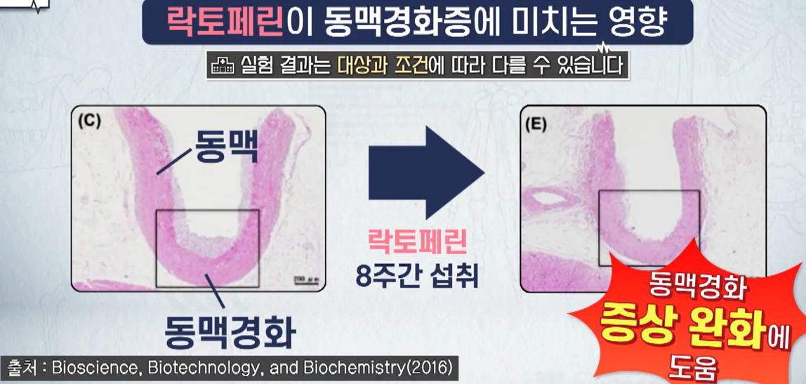 락토페린 효능
