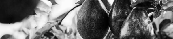 아보카도 키우기: 열매 수확