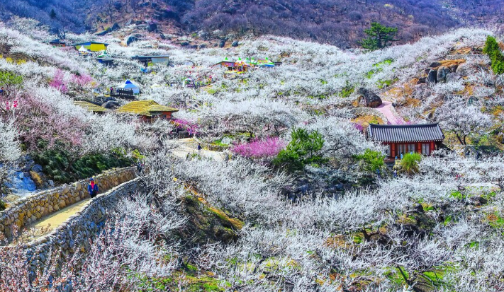 광양 매화마을