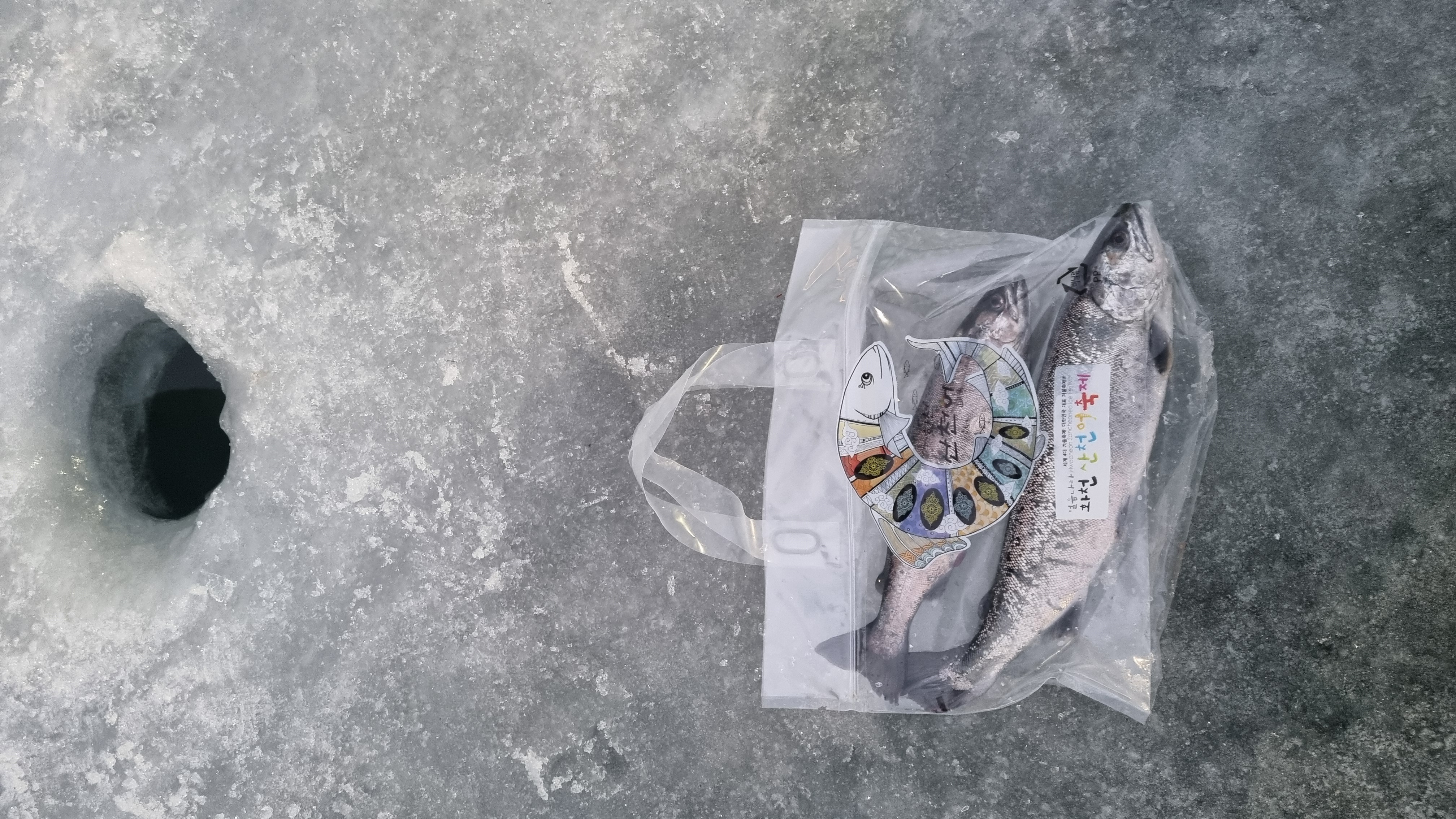 화천산천어 축제 먹거리_송어