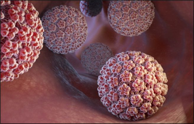 hpv 바이러스 예방접종