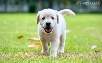 새끼강아지무료분양 멍멍이 가족 맞이 꿀팁_11