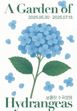 보롬왓 수국정원 축제 🌸