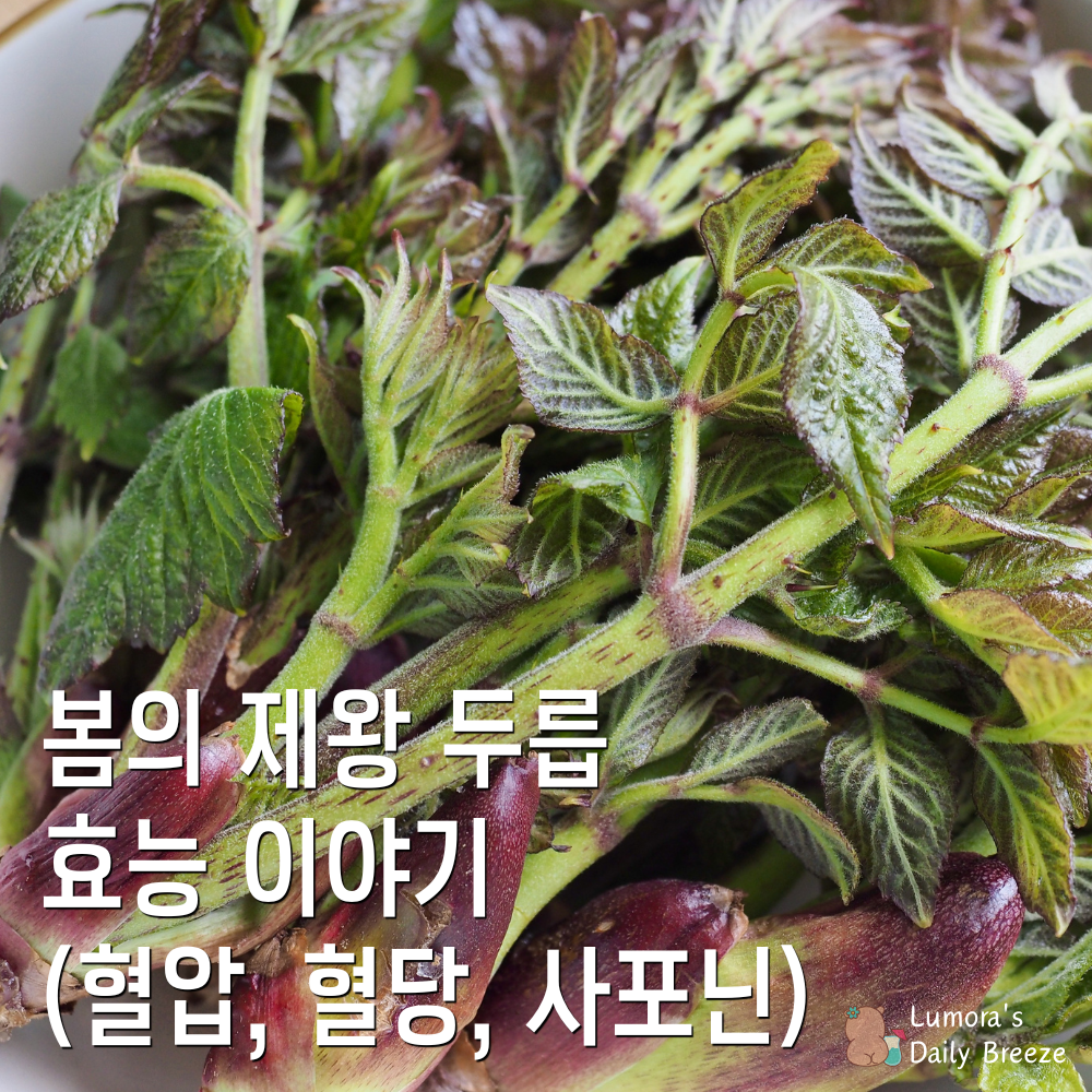 봄철 두릅 효능에 대해 알아보자.(혈압, 혈당, 사포닌)