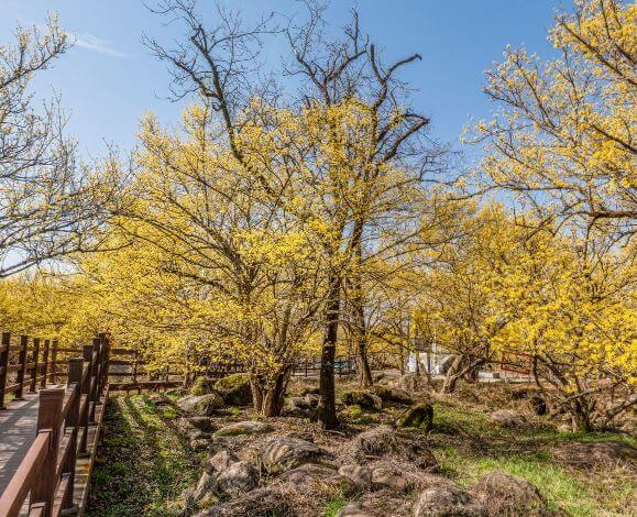 구례산수유꽃축제 기간&amp;#44; 주차장&amp;#44; 초대가수