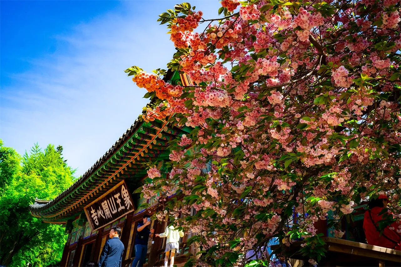 서산 개심사 청벚꽃 개화시기 명소_3