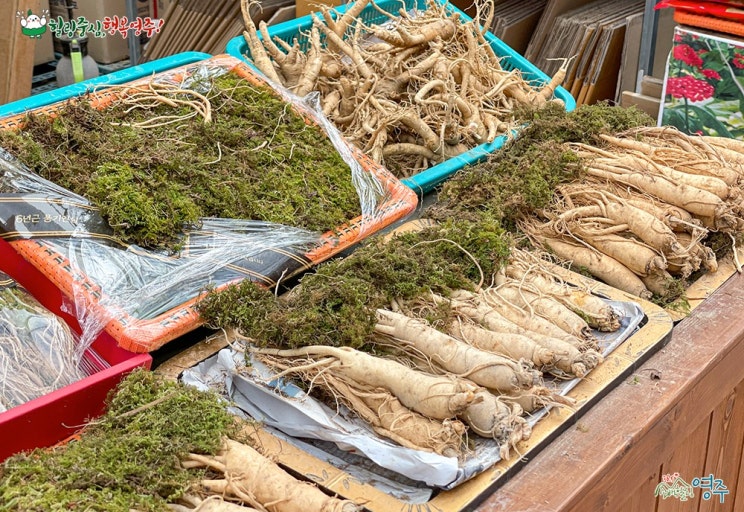 2025 대한민국 숙박세일 페스타, 영주 가을·겨울 여행 - 혜택 총정리 관련 사진