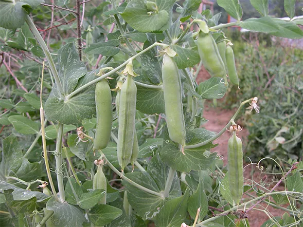 완두콩 재배 추위 견디기 지주 세우기 꼬투리 수확_9